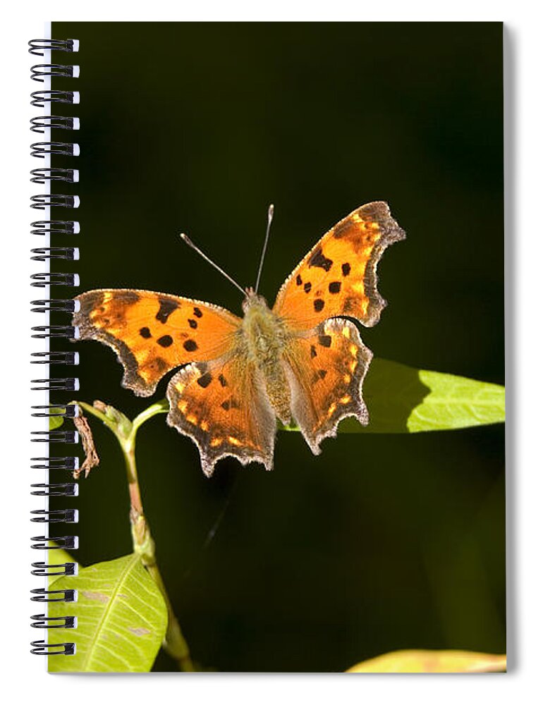 Fauna Spiral Notebook featuring the photograph Gray Comma Butterfly by Gregory K Scott