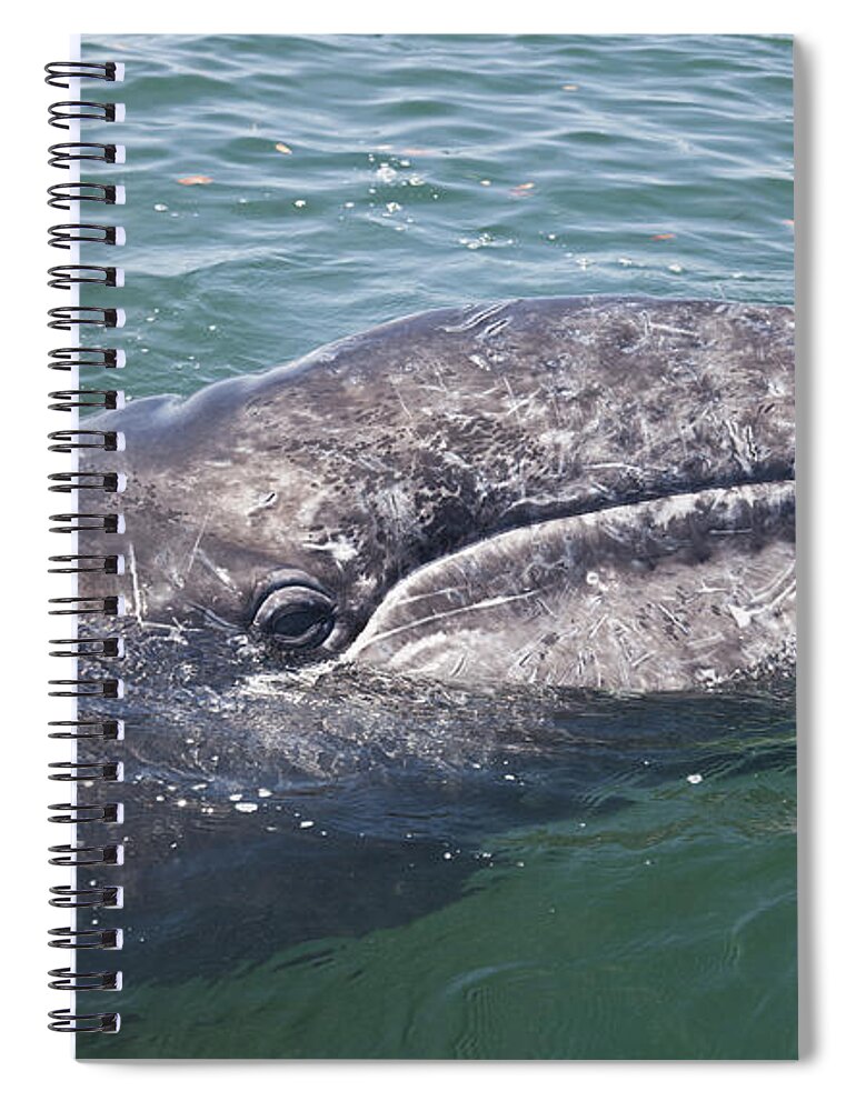 Baja California Spiral Notebook featuring the photograph Gray / Grey Whale Eschrichtius robustus by Liz Leyden