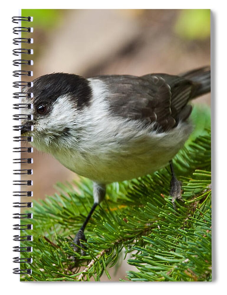 Animal Spiral Notebook featuring the photograph Gray Jay on Fir Tree by Jeff Goulden