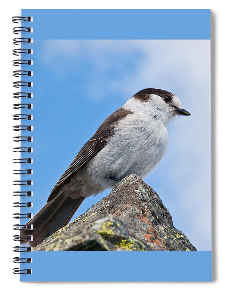Animal Spiral Notebook featuring the photograph Gray Jay With Blue Sky Background by Jeff Goulden