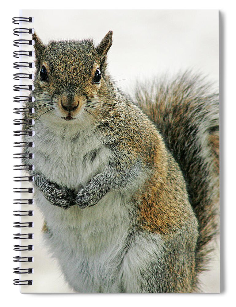 Nature Spiral Notebook featuring the photograph Gray Squirrel by Cindi Ressler