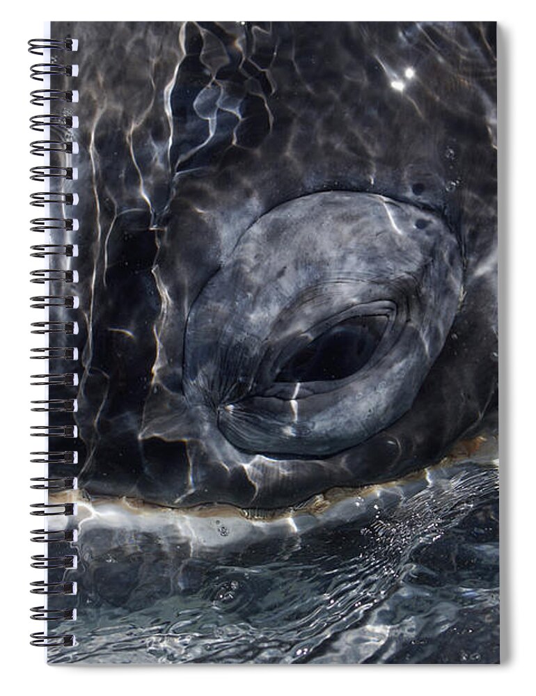 Feb0514 Spiral Notebook featuring the photograph Gray Whale Eye San Ignacio Lagoon by Hiroya Minakuchi