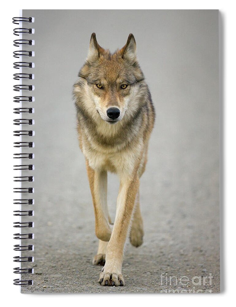 00440973 Spiral Notebook featuring the photograph Gray Wolf in Denali by Yva Momatiuk John Eastcott