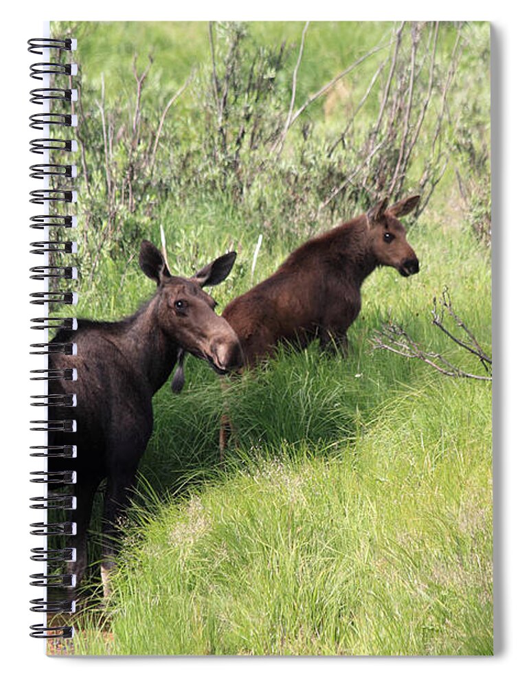Moose Spiral Notebook featuring the photograph Grazing Along by Shane Bechler