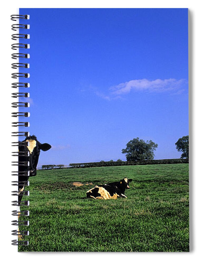 Farm Spiral Notebook featuring the photograph Grazing Cows Ireland by Bill Bachmann