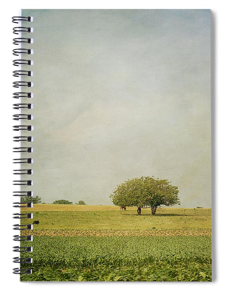  Cow Spiral Notebook featuring the photograph Grazing by Kim Hojnacki