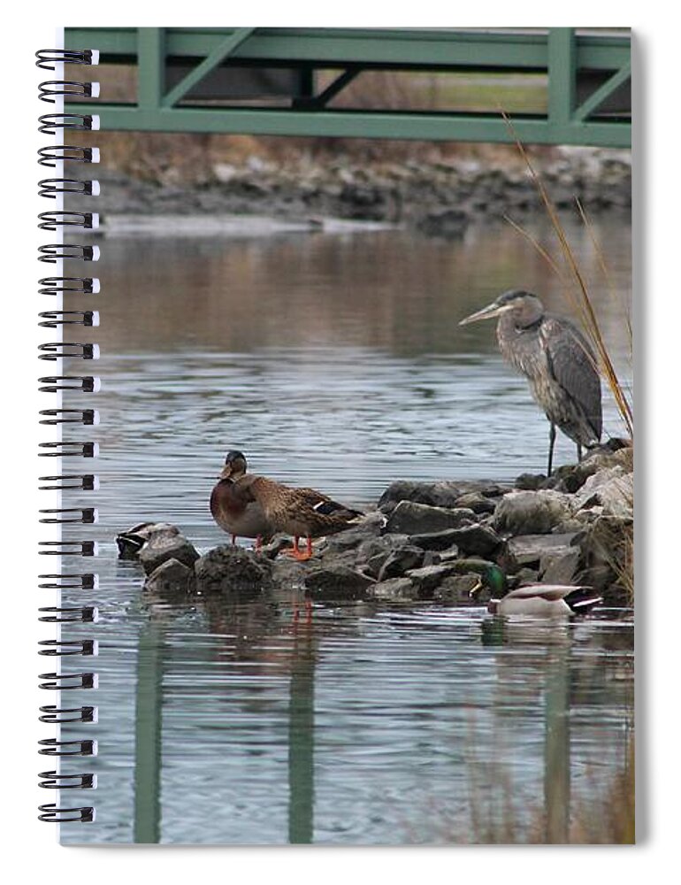 Great Blue Heron Spiral Notebook featuring the photograph Great Blue Heron and Friends by Robert Banach