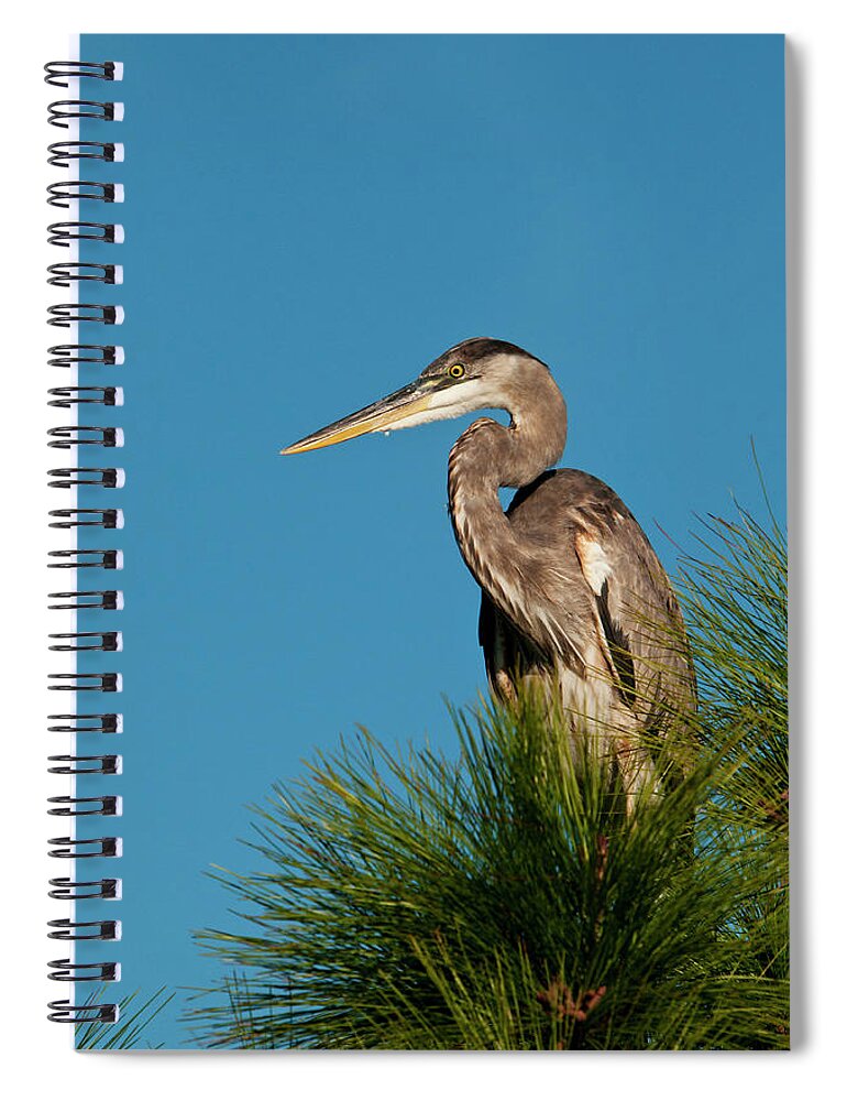 Grass Spiral Notebook featuring the photograph Great Blue Heron Ardea Herodias In by Mark Newman