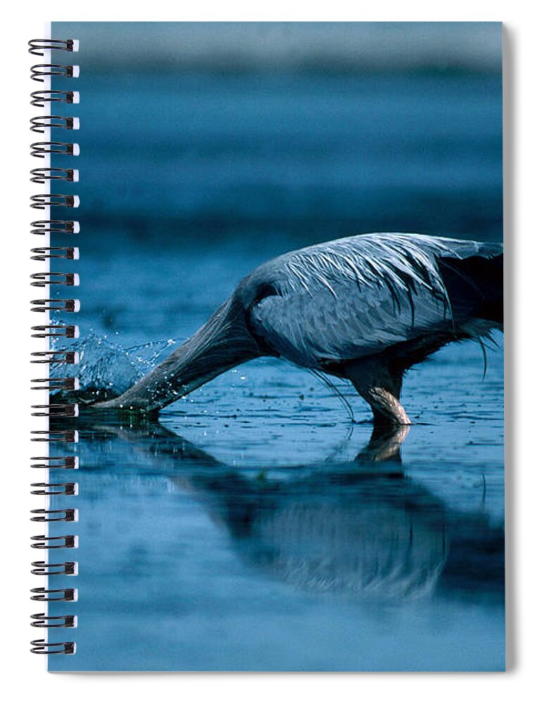 Animal Spiral Notebook featuring the photograph Great Blue Heron Catching Fish by Richard Hansen