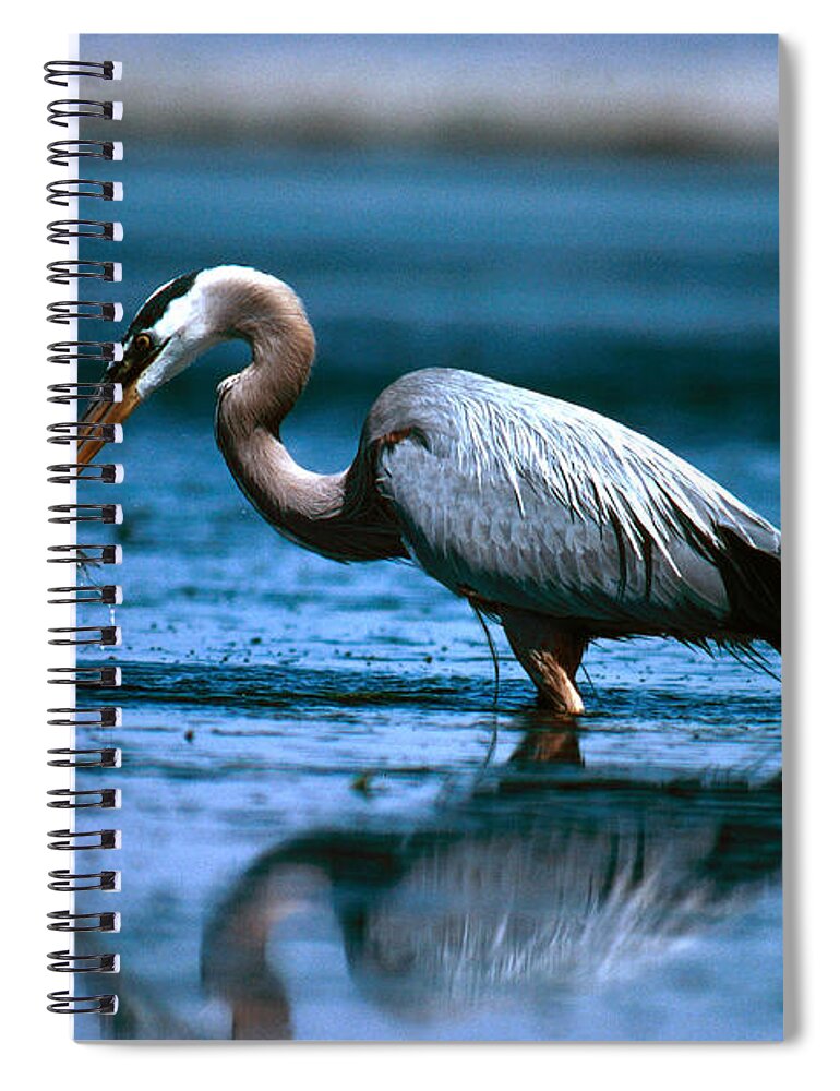 Animal Spiral Notebook featuring the photograph Great Blue Heron Feeding by Richard Hansen