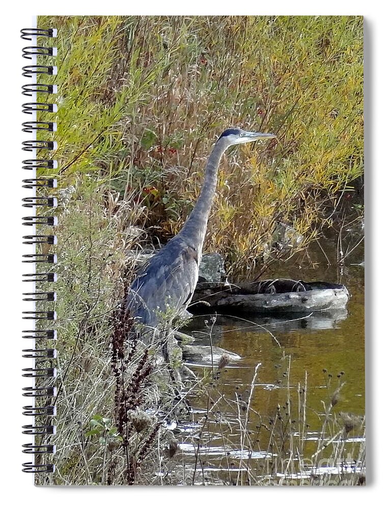Great Blue Heron Spiral Notebook featuring the photograph Great Blue Heron - Juvenile by Laurel Best