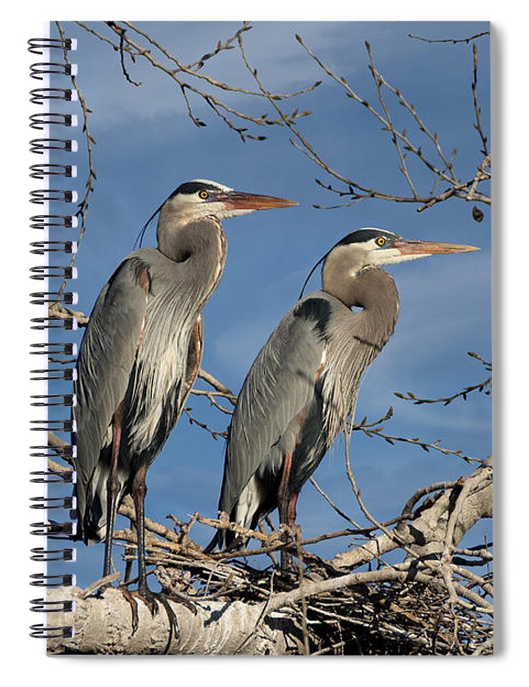 Great Blue Heron Spiral Notebook featuring the photograph Great Blue Heron Mates by Kathleen Bishop