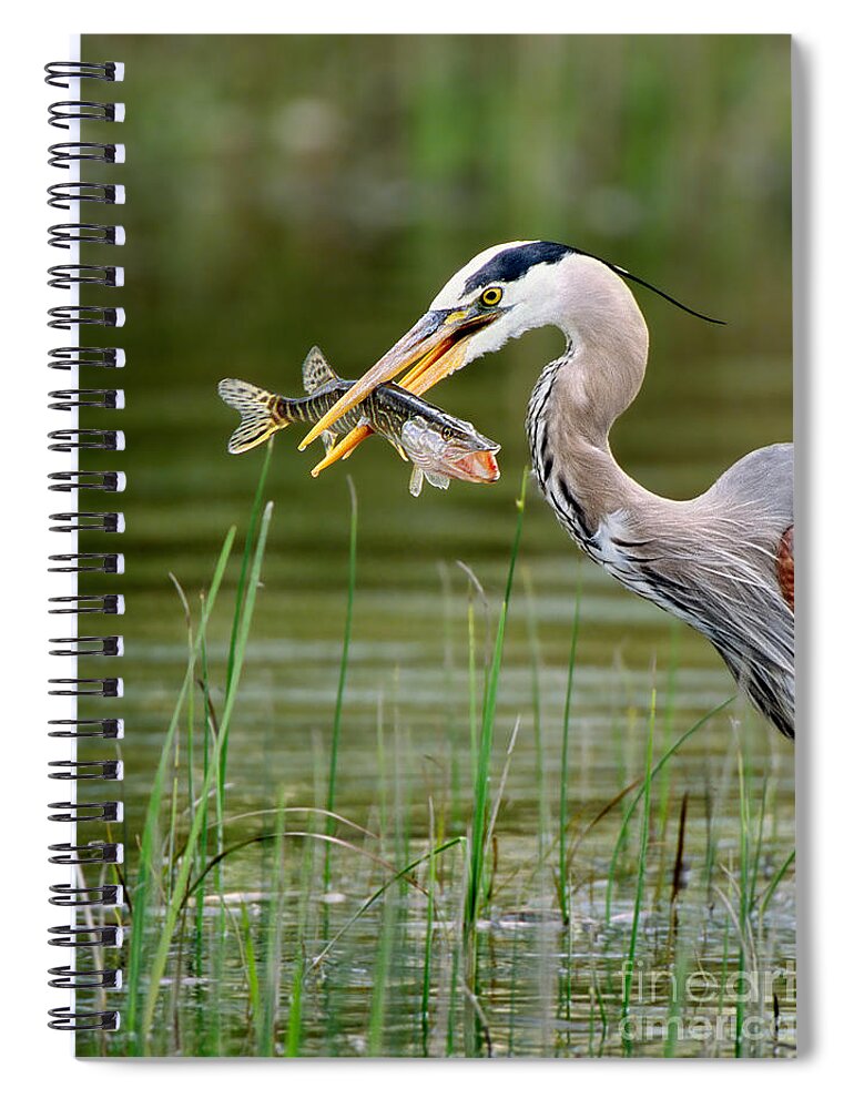 Great Blue Heron Spiral Notebook featuring the photograph Great Blue Heron With Prey by Scott Linstead