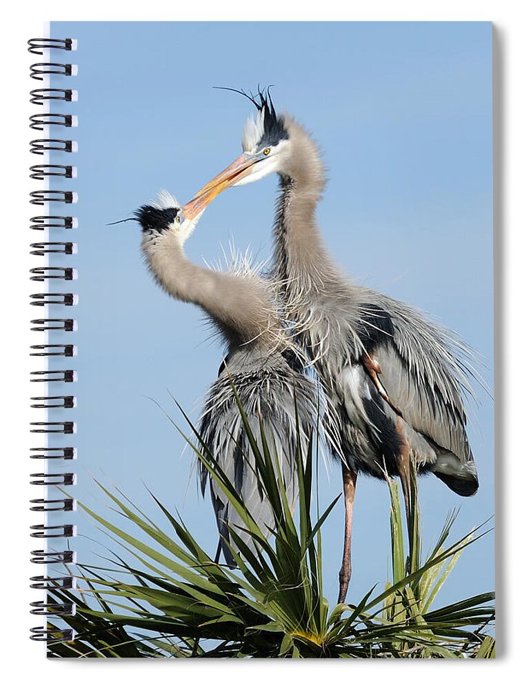 Great Blue Heron Spiral Notebook featuring the photograph Great Blue Herons at Nest Kissing by Bradford Martin