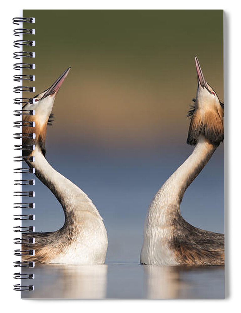 Nis Spiral Notebook featuring the photograph Great Crested Grebes Courting by Franka Slothouber