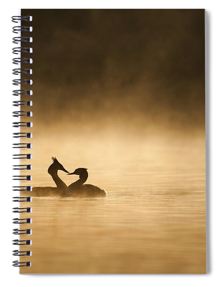 Great Crested Grebe Spiral Notebook featuring the photograph Great Crested Grebes by Des Ong FLPA
