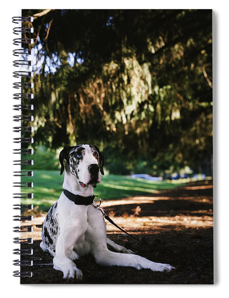 Pets Spiral Notebook featuring the photograph Great Dane Lying Under Evergreen Trees by Danielle D. Hughson