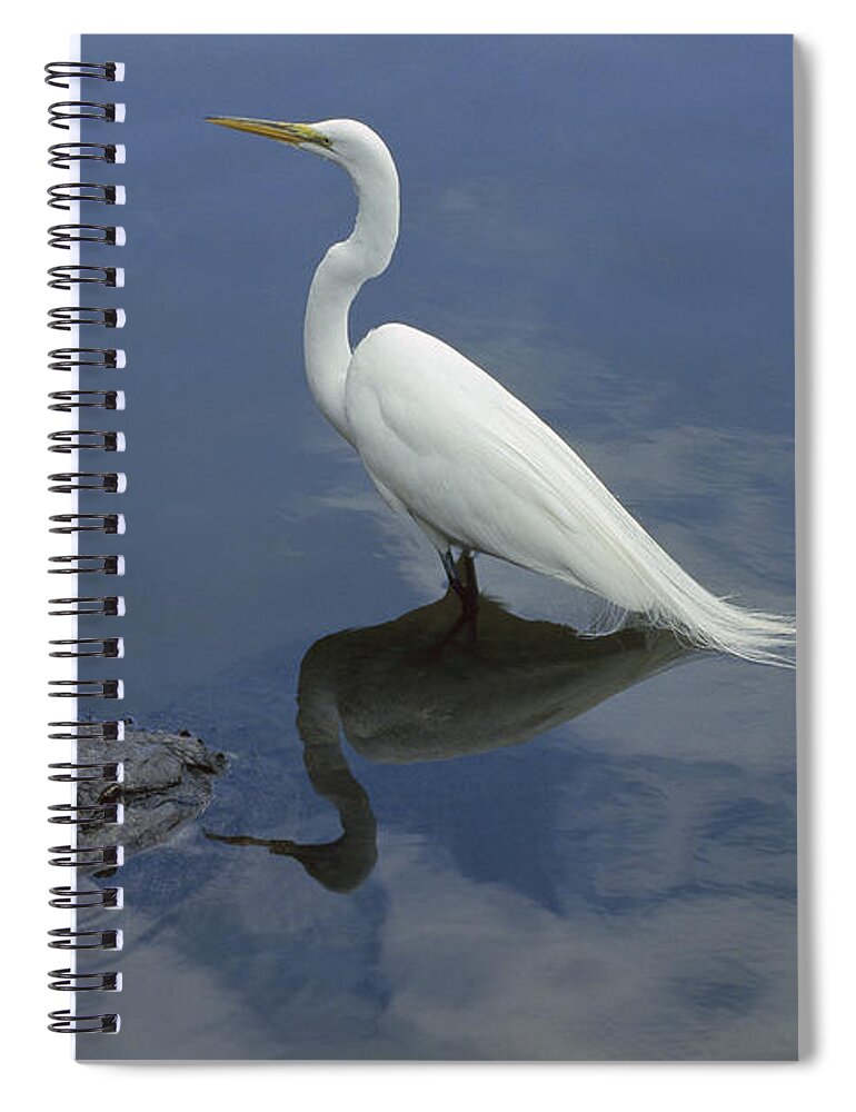 Feb0514 Spiral Notebook featuring the photograph Great Egret Atop American Alligator by Heidi & Hans-Juergen Koch