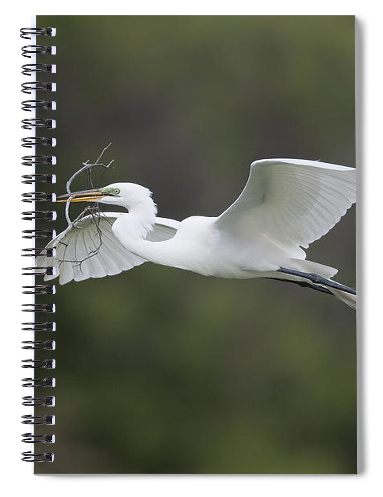 Feb0514 Spiral Notebook featuring the photograph Great Egret Carrying Nesting Material by Tom Vezo