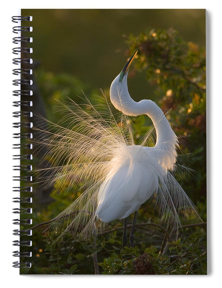 Feb0514 Spiral Notebook featuring the photograph Great Egret Courting In Breeding by Tom Vezo