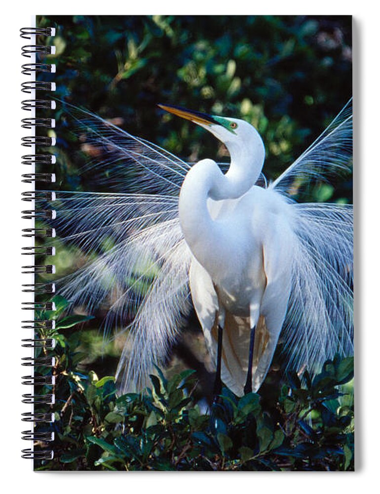 Great Egret Spiral Notebook featuring the photograph Great Egret displaying plumes by Bradford Martin