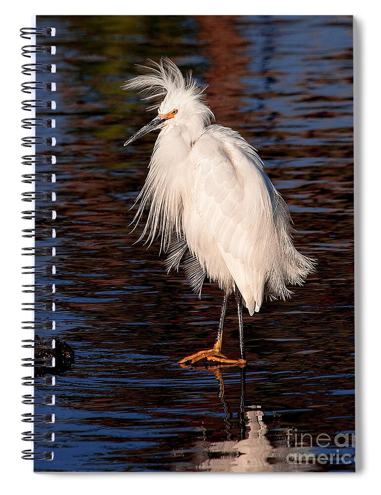 Great Egret Bird Photographs Spiral Notebook featuring the photograph Great Egret Walking On Water by Jerry Cowart