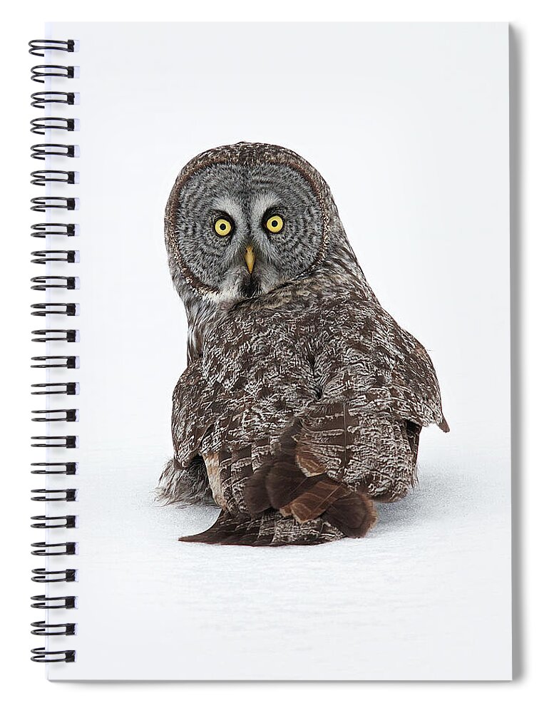 White Background Spiral Notebook featuring the photograph Great Grey by Jim Cumming