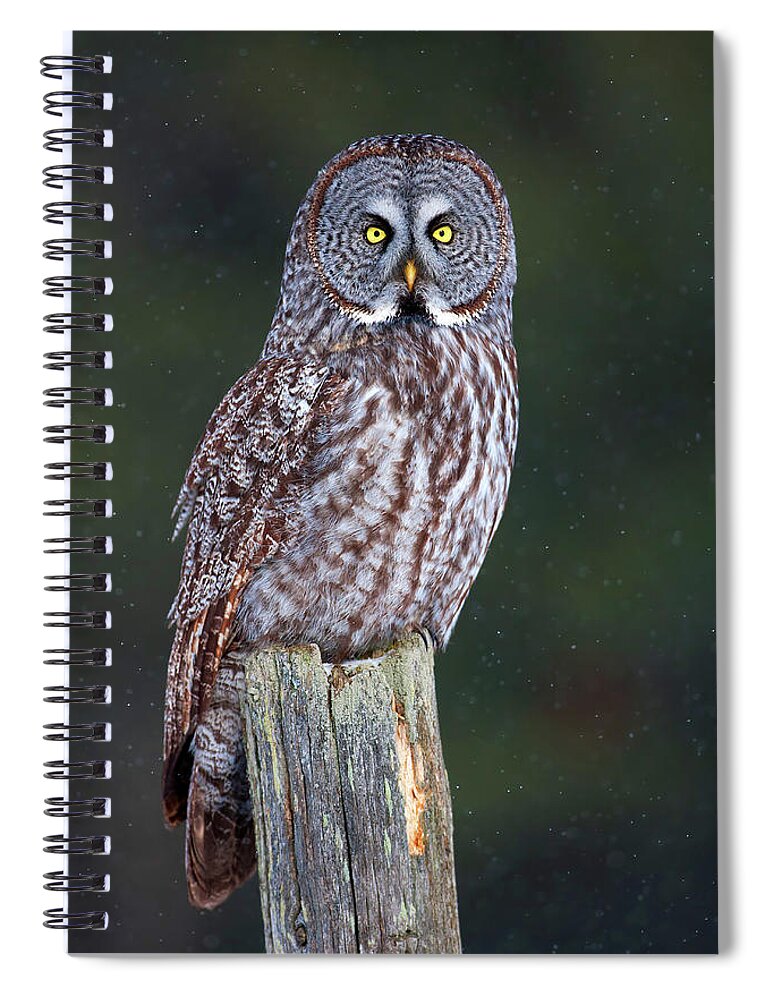 Wooden Post Spiral Notebook featuring the photograph Great Grey On Post Strix Nebulosa by Jim Cumming