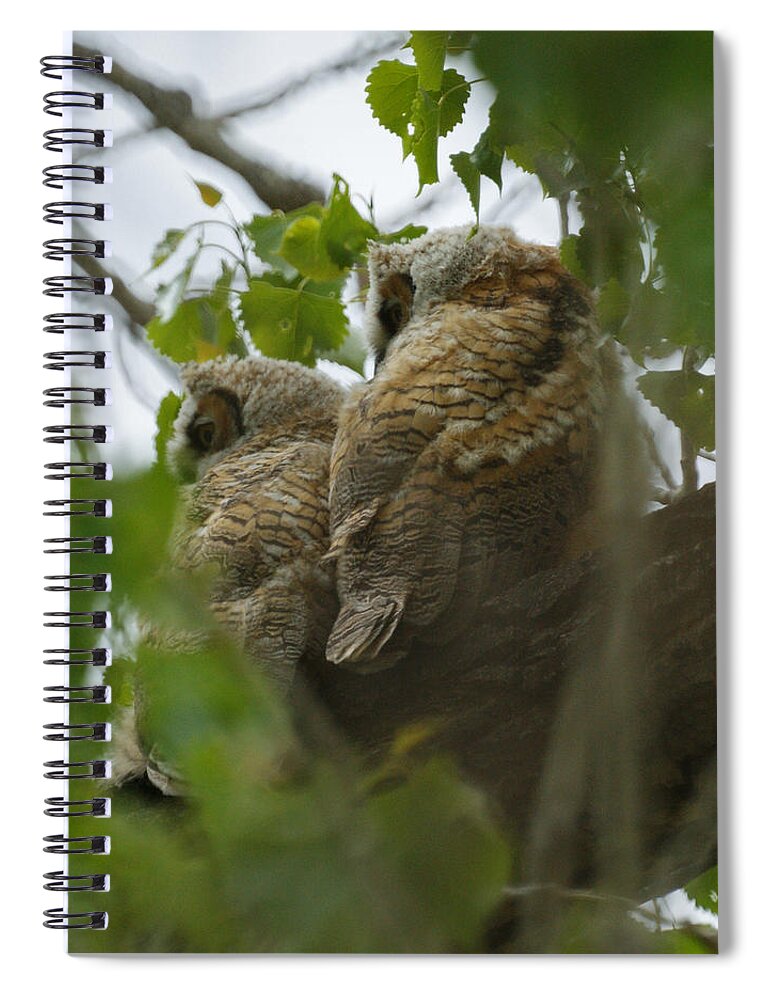 Birds Spiral Notebook featuring the photograph Great Horned Owlets 5 20 2011 by Ernest Echols