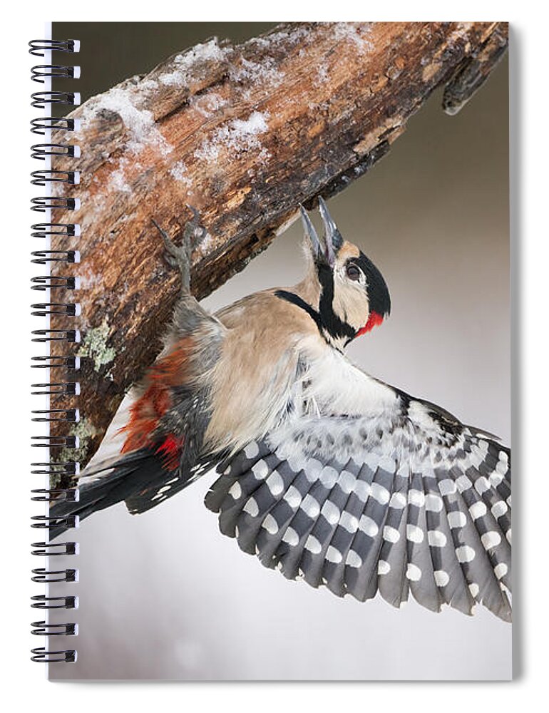 Nis Spiral Notebook featuring the photograph Great Spotted Woodpecker Male Sweden by Franka Slothouber