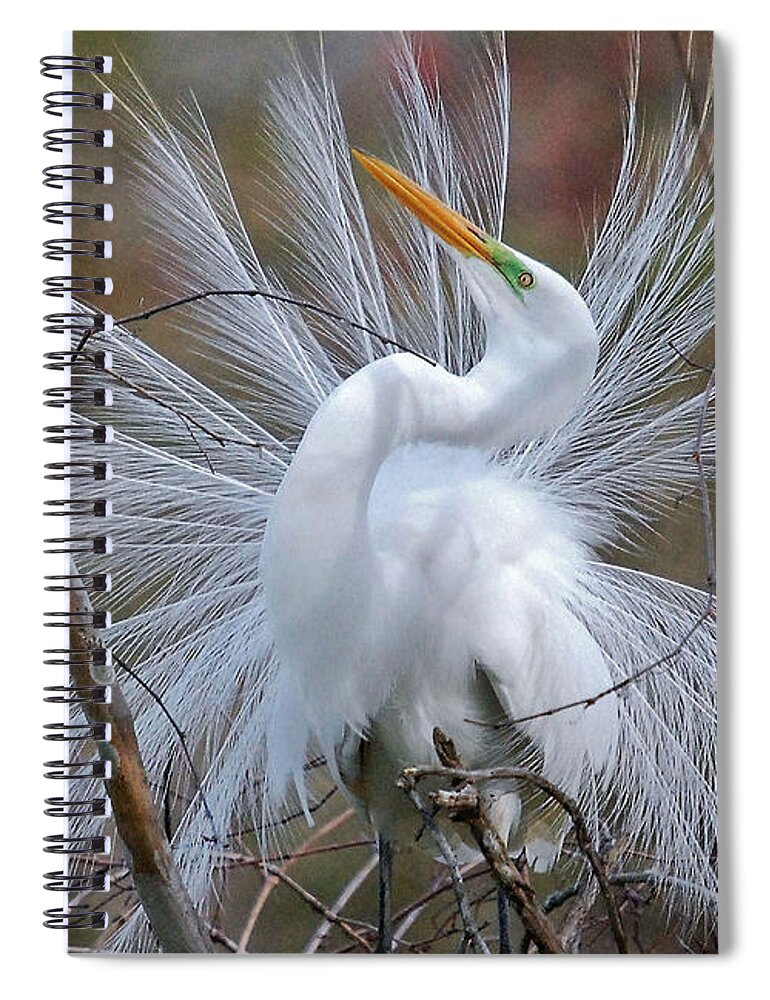 Birds Spiral Notebook featuring the photograph Great White Egret With Breeding Plumage by Kathy Baccari