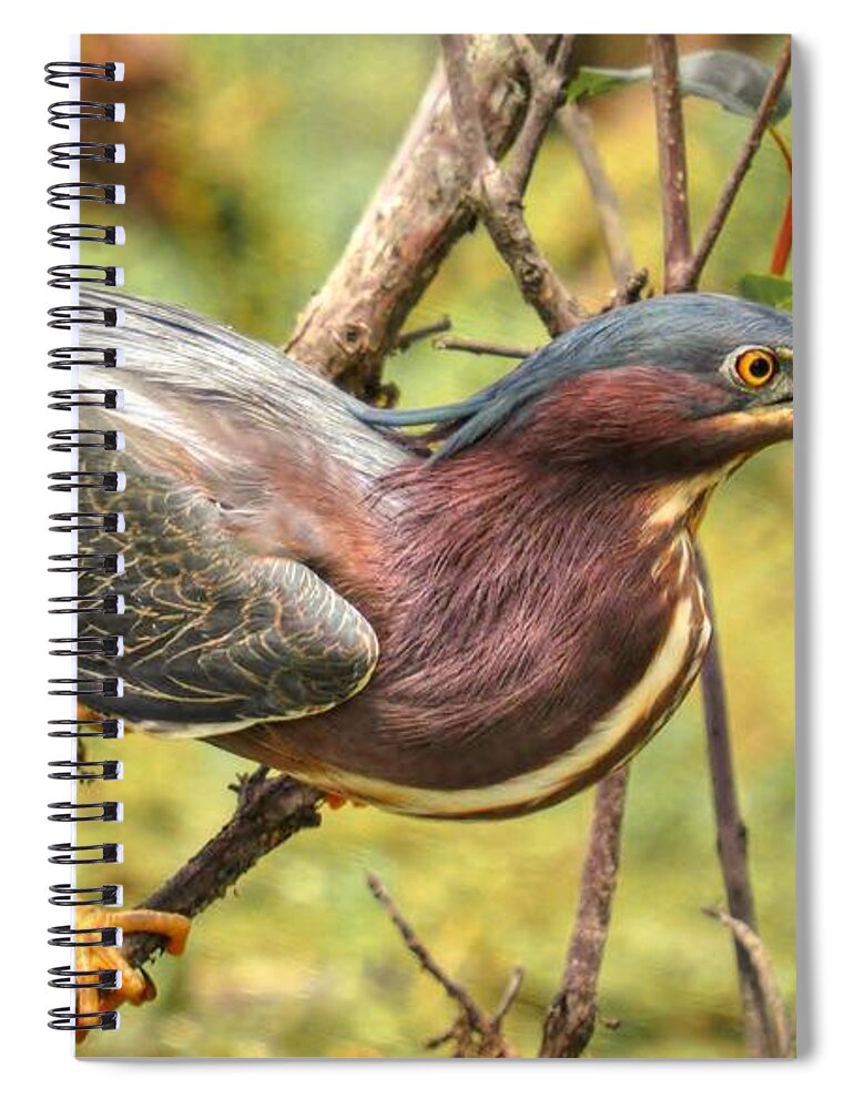 Heron Spiral Notebook featuring the photograph Green Backed Heron At Magnolia by Kathy Baccari