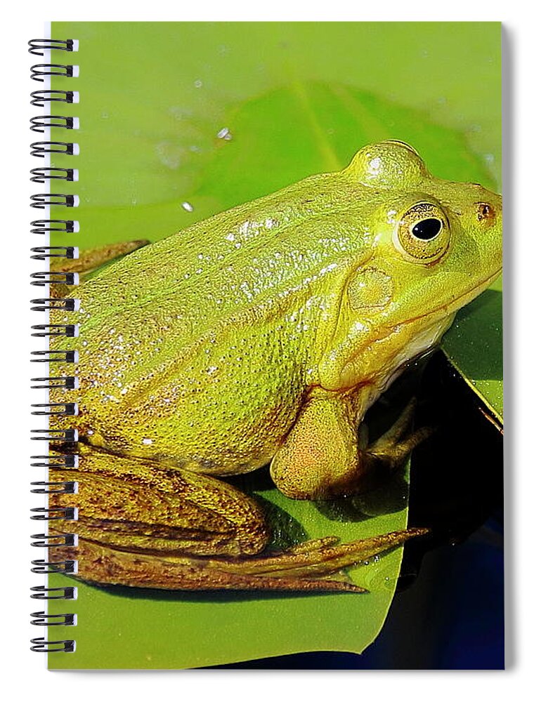 Frogs Spiral Notebook featuring the photograph Green Frog 2 by Amanda Mohler