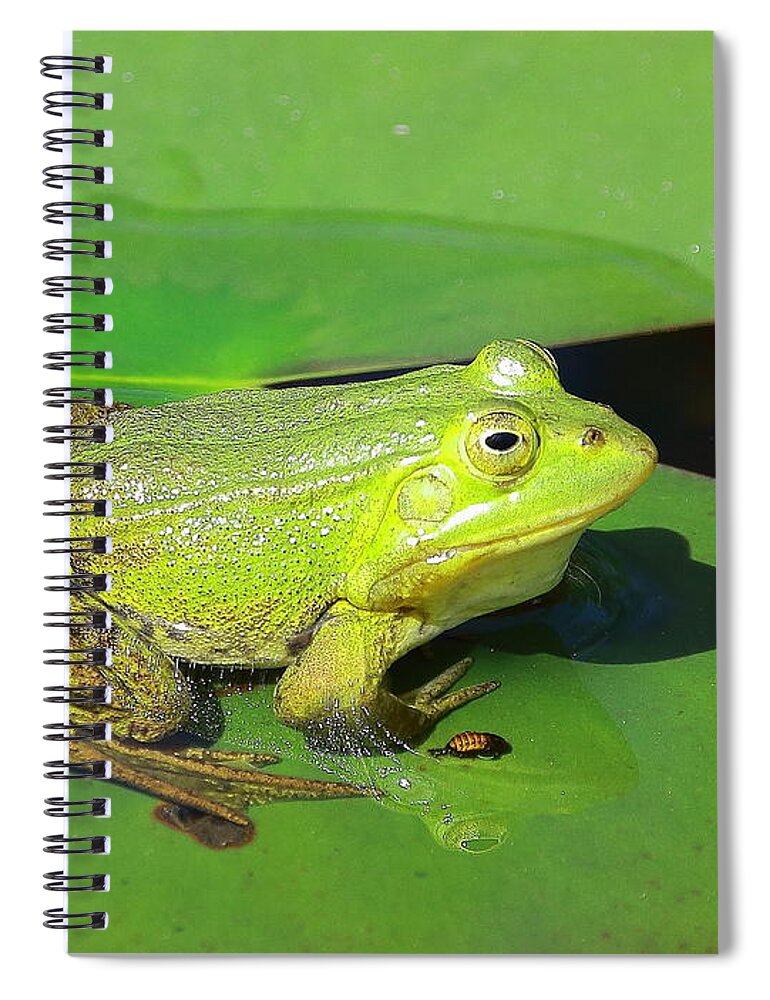 Frogs Spiral Notebook featuring the photograph Green Frog by Amanda Mohler