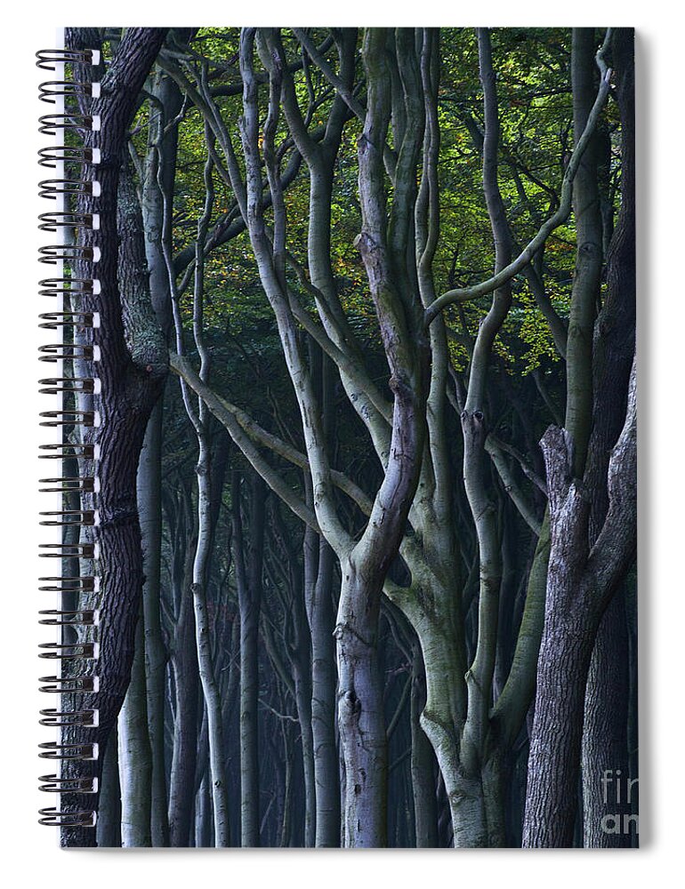 Beech Tree Spiral Notebook featuring the photograph Green Glow by Heiko Koehrer-Wagner