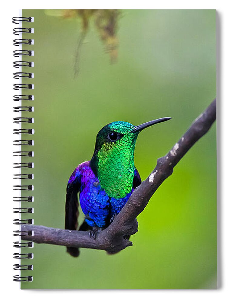 Animal Spiral Notebook featuring the photograph Green-headed Woodnymph by Jean-Luc Baron