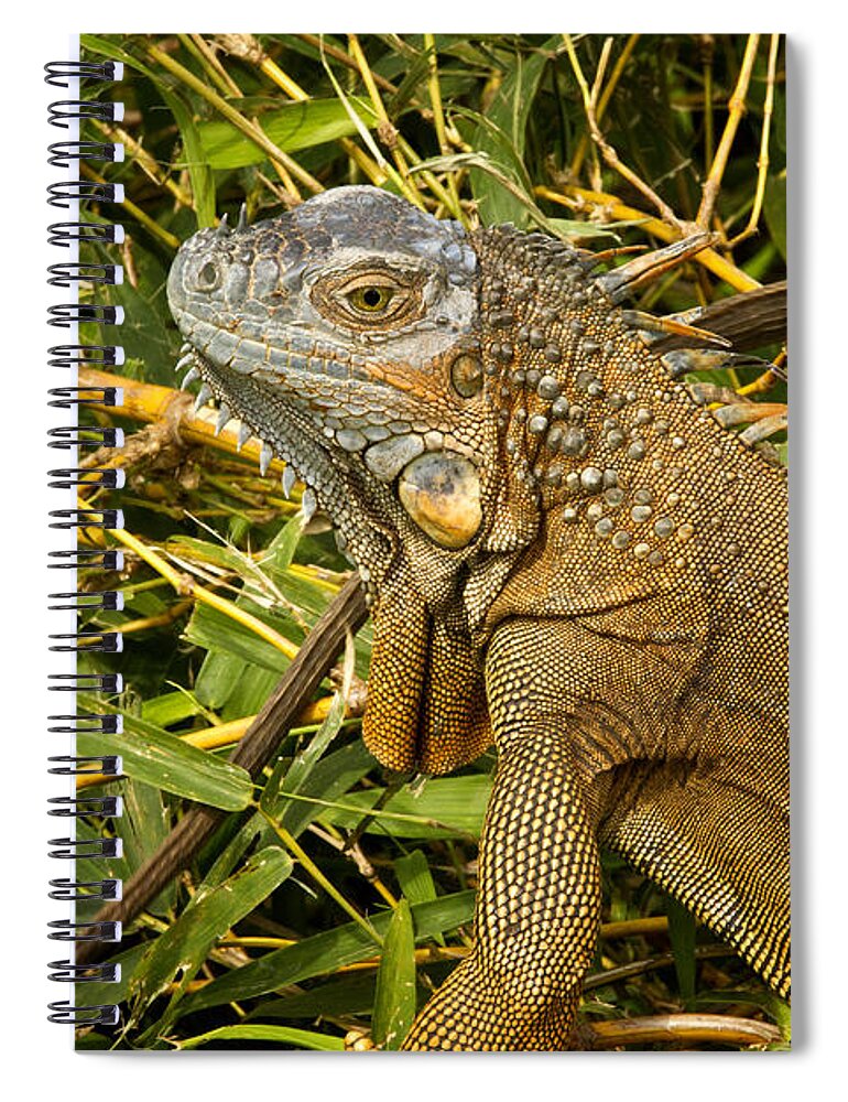 Iguana Spiral Notebook featuring the photograph Green Iguana Costa Rica by Carrie Cranwill
