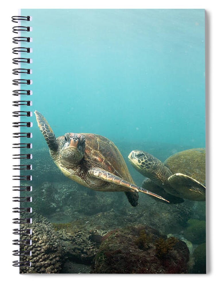 536793 Spiral Notebook featuring the photograph Green Sea Turtle Pair Galapagos Islands by Tui De Roy