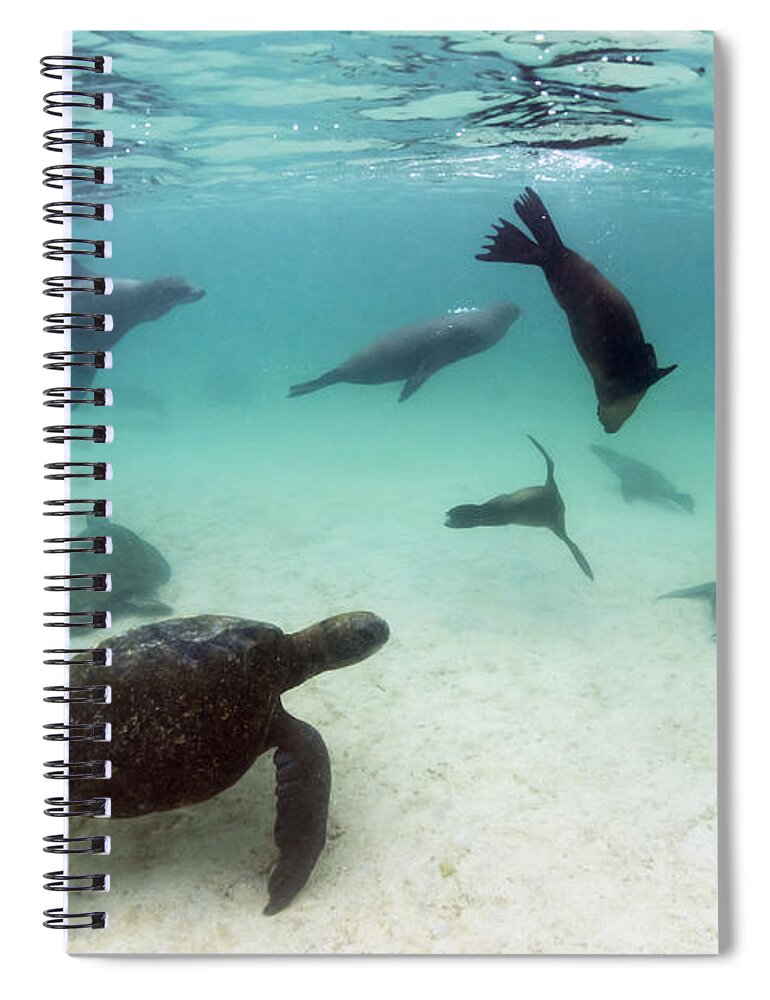 536775 Spiral Notebook featuring the photograph Green Sea Turtles And Sealions Galapagos by Tui De Roy