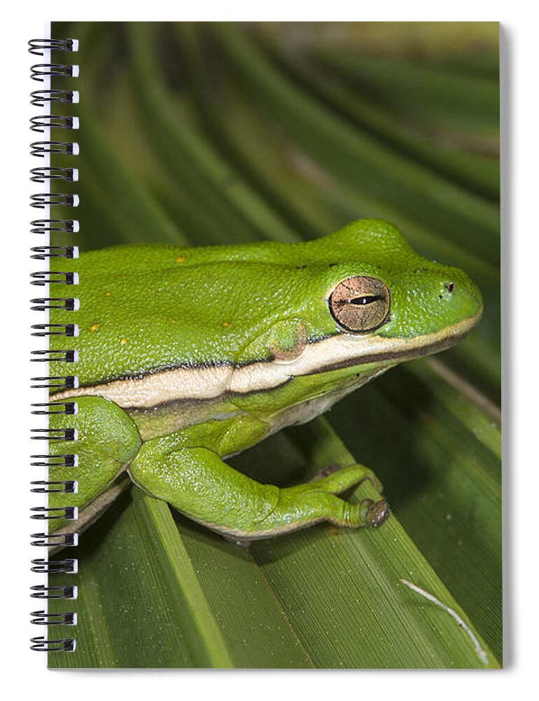 Pete Oxford Spiral Notebook featuring the photograph Green Tree Frog Little St Simons Island by Pete Oxford