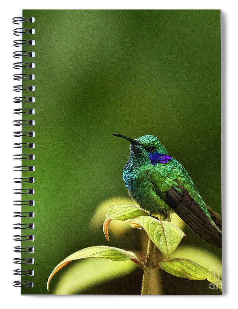 Bird Spiral Notebook featuring the photograph Green Violetear Hummingbird by Heiko Koehrer-Wagner