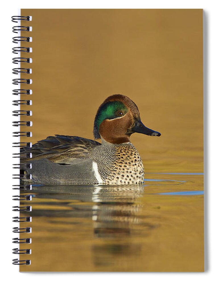 Green Wing Teal Spiral Notebook featuring the photograph Green wing teal by Bryan Keil