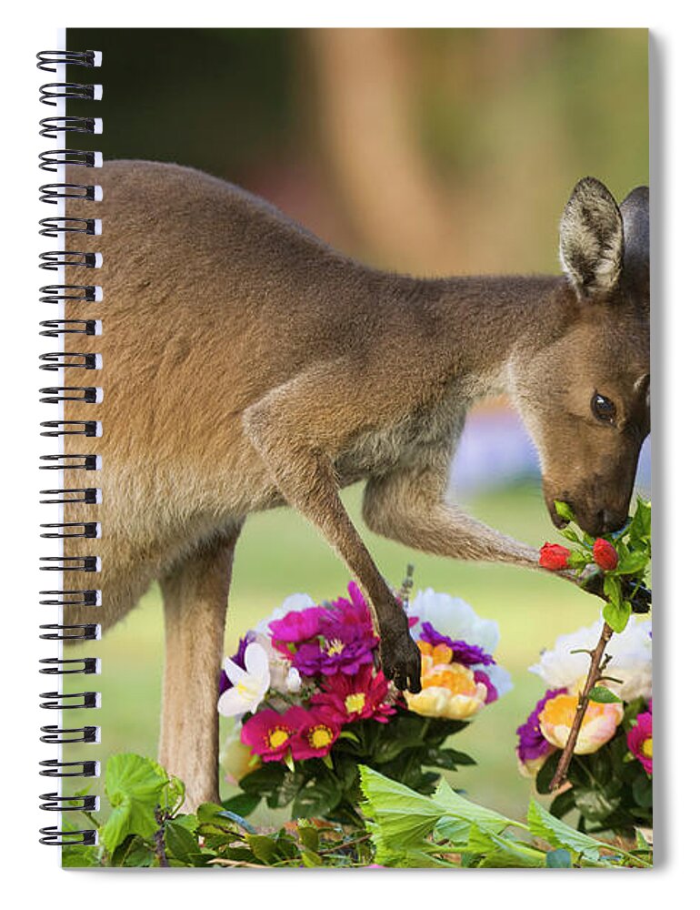 00451879 Spiral Notebook featuring the photograph Grey Kangaroo Eating Graveyard Flowers by Yva Momatiuk and John Eastcott