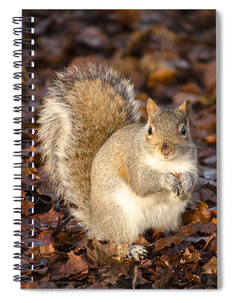 Squirrel Spiral Notebook featuring the photograph Grey squirrel by Spikey Mouse Photography