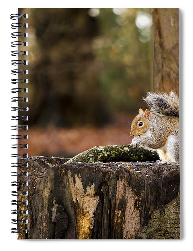 Squirrel Spiral Notebook featuring the photograph Grey Squirrel on a Stump by Spikey Mouse Photography