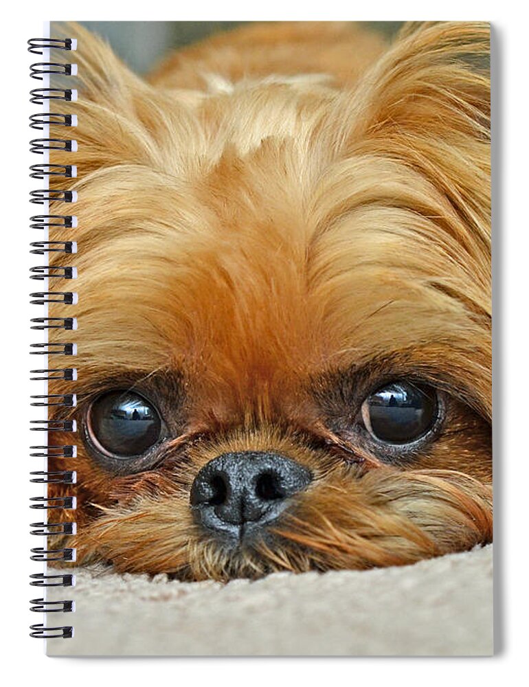 Animals Spiral Notebook featuring the photograph Griff by Lisa Phillips