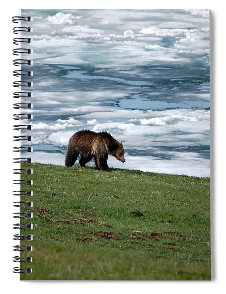 Grizzly Spiral Notebook featuring the photograph Grizzly Bear on the Shoreline of Frozen Lake Yellowstone by Shawn O'Brien