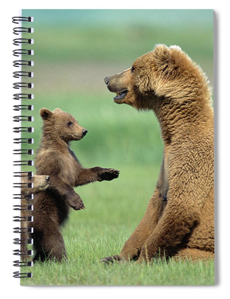 00345262 Spiral Notebook featuring the photograph Grizzly Cubs with Mother by Yva Momatiuk and John Eastcott