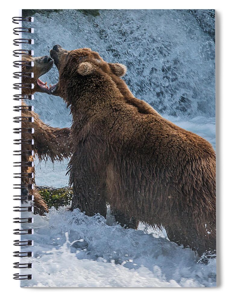 Alaska Spiral Notebook featuring the photograph Grizzly fight by Joan Wallner