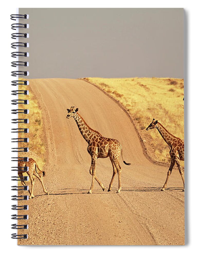 Animal Themes Spiral Notebook featuring the photograph Group Of Giraffes Walking On The Gravel by Jurgar